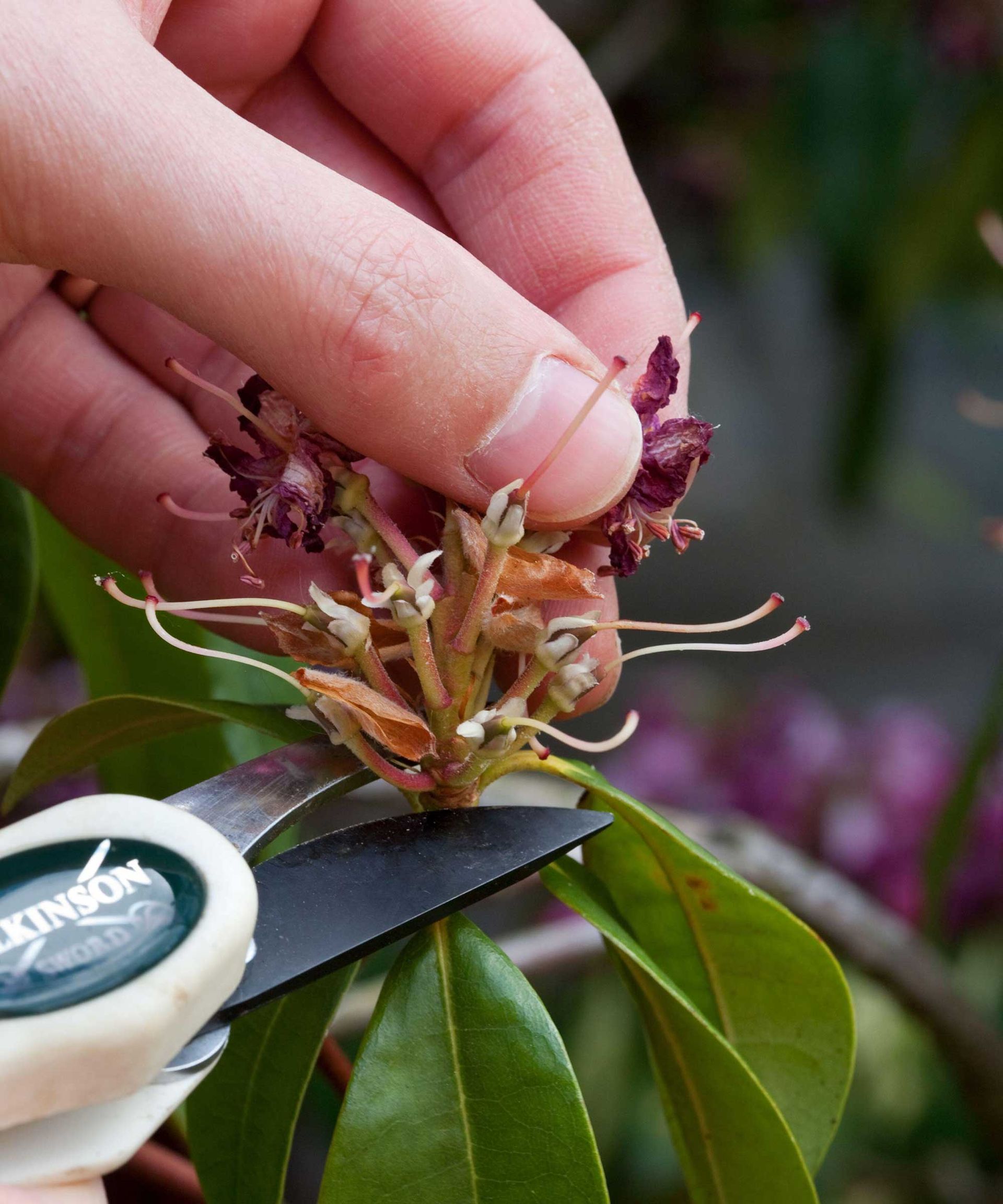 Pruning rhododendrons: get it right with these tips | Gardeningetc