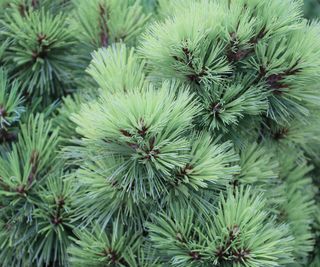 dwarf white pine Connecticut Slate showing fluffy tufts of needles