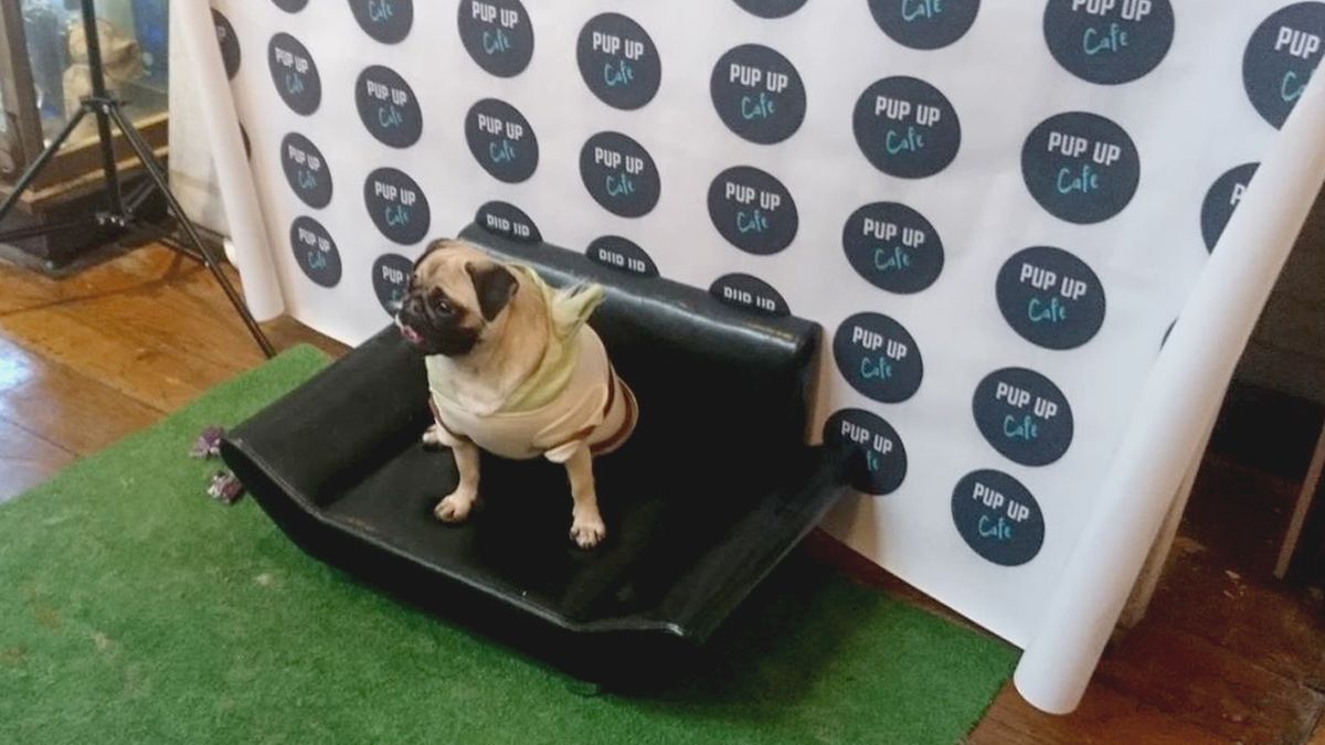 What is a Pop-up Pug Cafe, and what happened when we visited one?