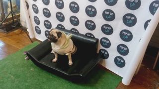 What is a Pop-up Pug Cafe, and what happened when we visited one?