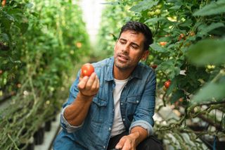 A man studies a tomato