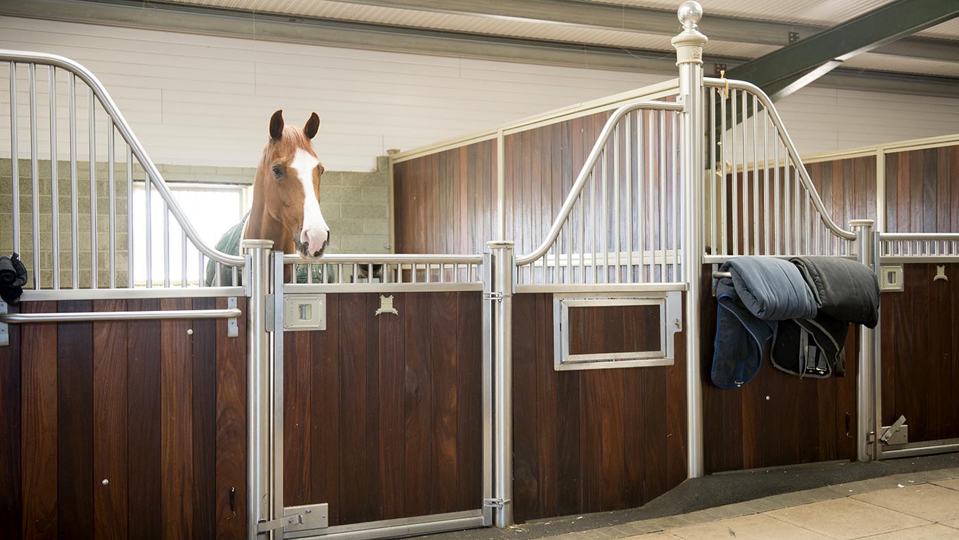 Harry Charles 28 01 2019 Vivaldi in his stable