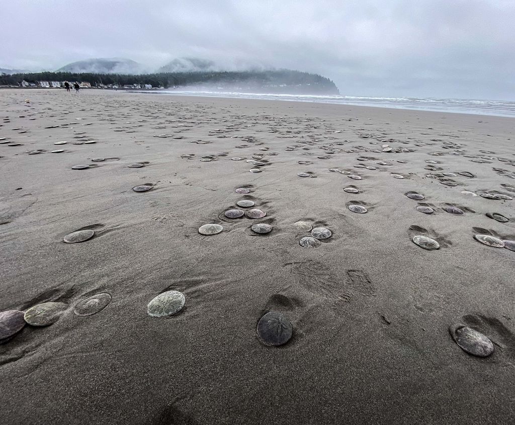 Thousands of sand dollars mysteriously wash ashore in Oregon in 'mass