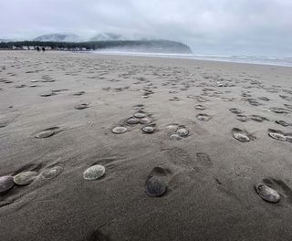 Thousands of sand dollars washed ashore at Seaside Beach, Oregon, on Aug. 15, 2021.