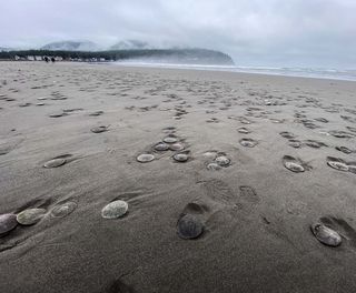 A pile of Sand Dollars on the beach, If you're the kind of …