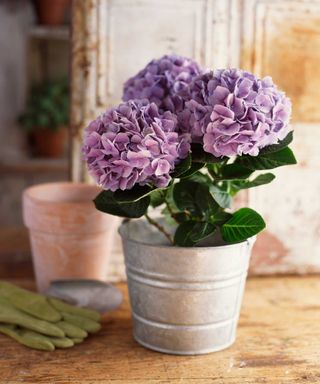 potted purple hydrangea