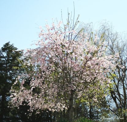 Large Cherry Tree