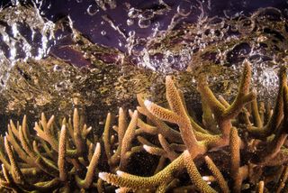 Staghorn coral under crashing waves.