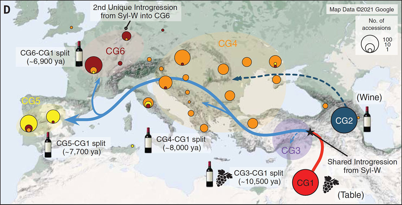 grapevine origins study in Science journal, 2023
