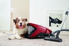 miele vacuum - Miele 10661220 Blizzard CX1 Cat and Dog PowerLine Bagless Vacuum Cleaner - Real Homes