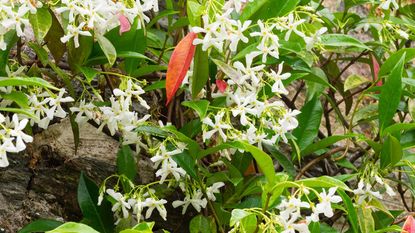 star jasmine in flower growing on wall