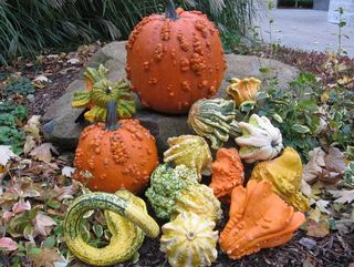 Fall festivities are sure to include pumpkins, and with hoards of genetically engineered pumpkins and their fruit-family kin, gourds, popping up at farmers' markets across the country, there's lots to choose from. Here's a look at some of the wild and wei