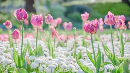 pink tulips with tulip fire