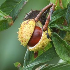 A branch of ripe conkers on a Horse Chestnut Tree (Aesculus hippocastanum)