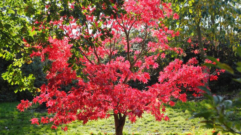 types of Japanese maples - Acer palmatum ‘Osakazuki’