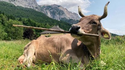 Cow holding a stick