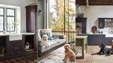 Three image header, dog in mudroom, dog on outdoor swing, dog in kitchen