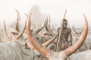 Traditional African man herding cattle