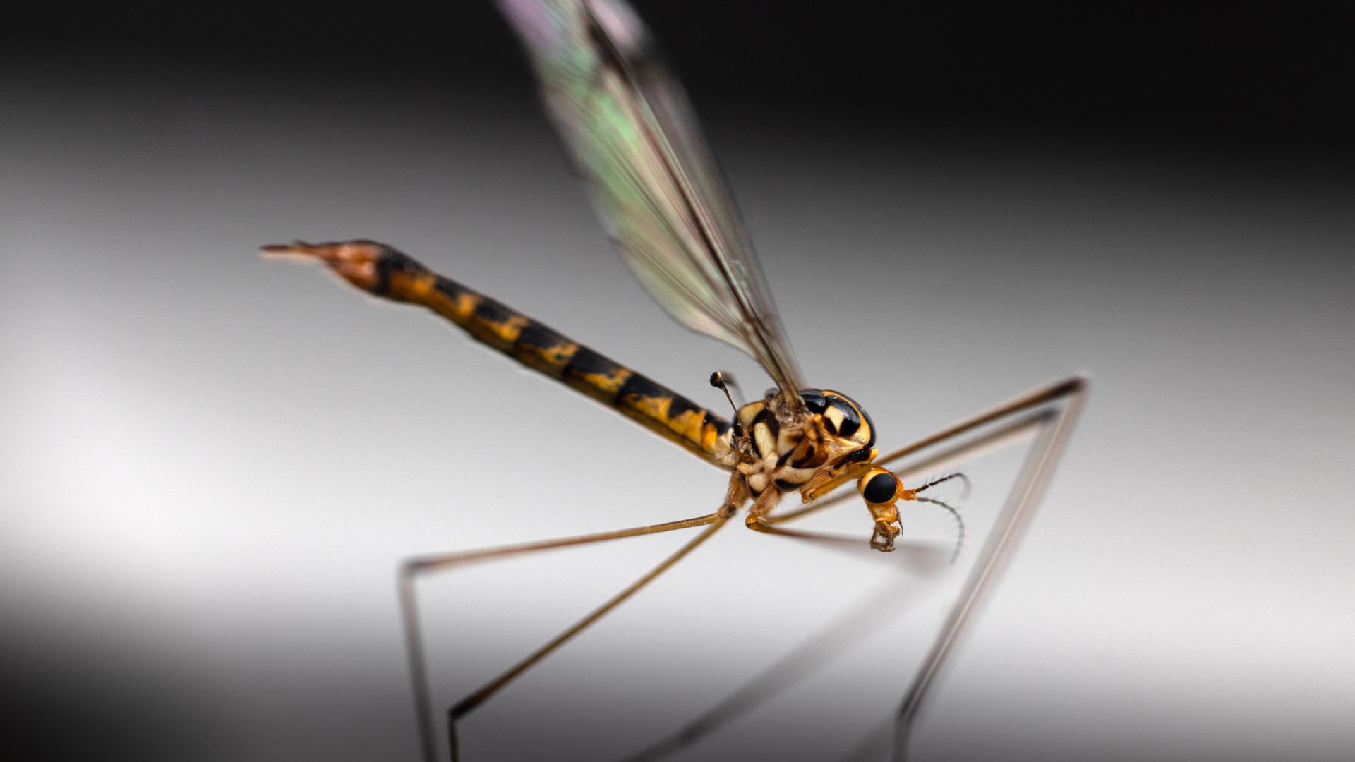 
                                A crane fly is spotted in Pont-Audemer, France 
                            