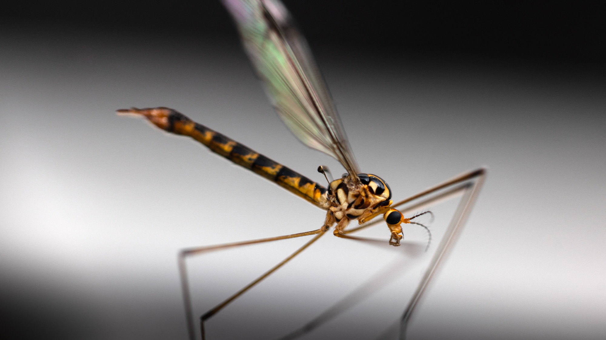 A crane fly