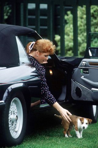 The Duchess Of York With Her Jack Russell Puppy Called Bendicks Arriving In Her Jaguar Xjs Convertible Sports Car To Watch A Charity Polo Match In Aid Of The Anastasia Trust For The Deaf At Smiths Lawn, Windsor.