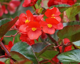 Red wax begonia flowers