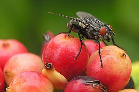 fruit fly on fruit