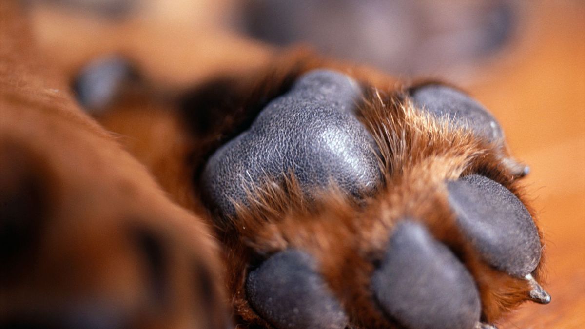 Why do dogs have dewclaws and are they dangerous? PetsRadar