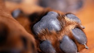 Up close of dog paw