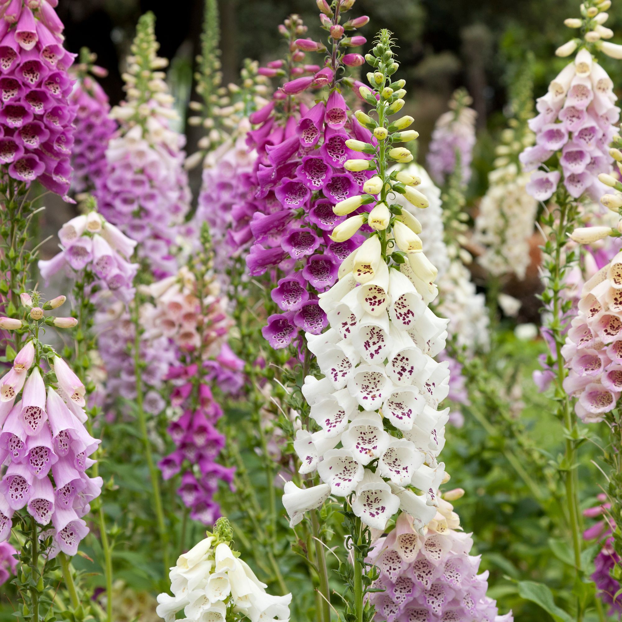 Fresh blooming purple and white foxglove in a field