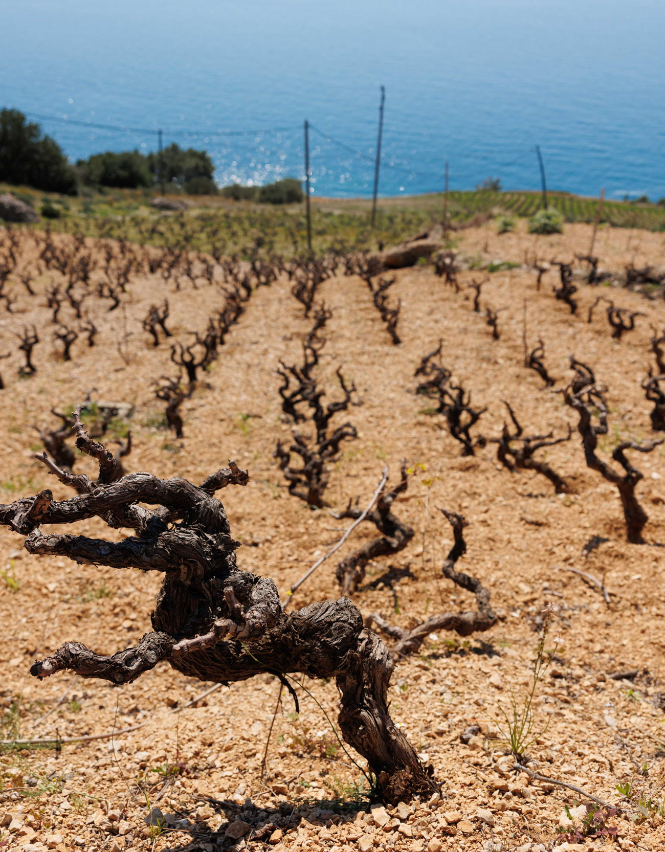 Plavac Mali vines on the south side of Hvar