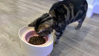 Megan's cat, Nala, eating a bowl of the best dry cat food