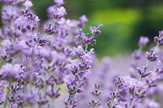 Beautiful lavender plant on defocused blurred background