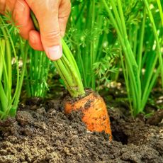 Gardener pulls carrot out of soil during harvesting