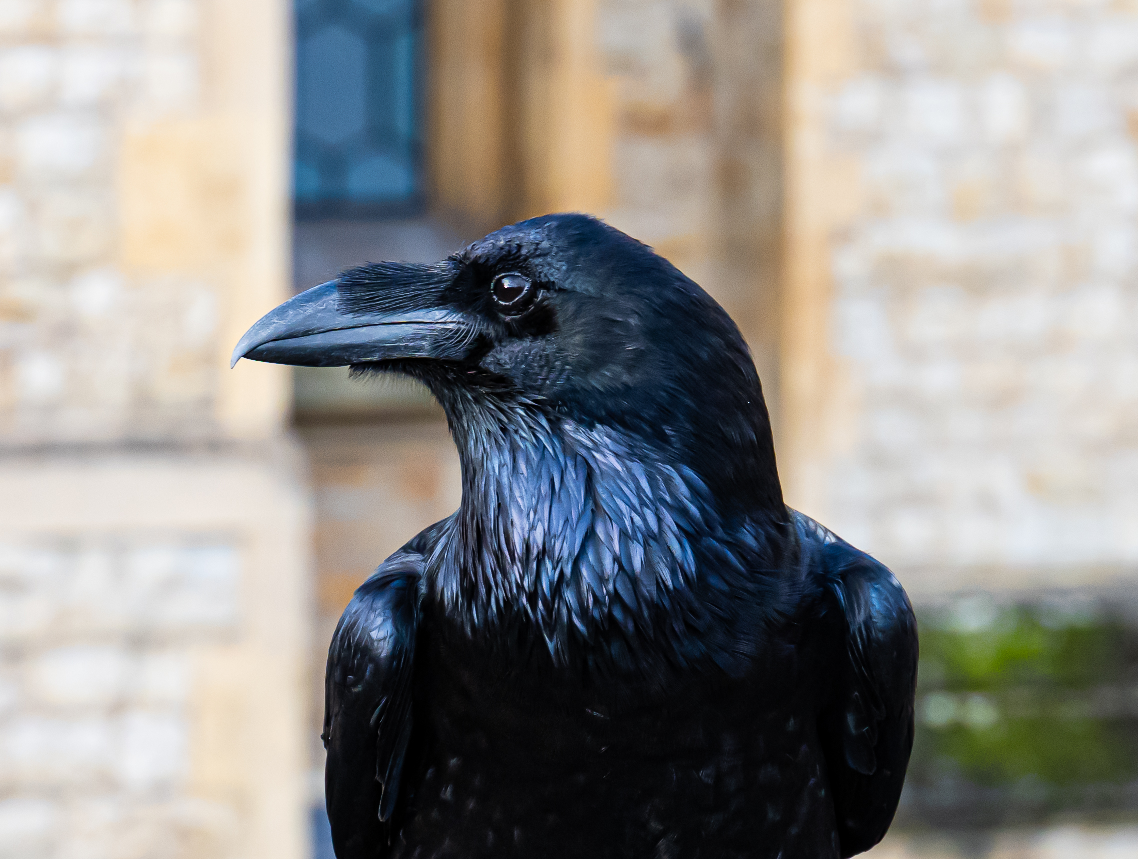 Raven