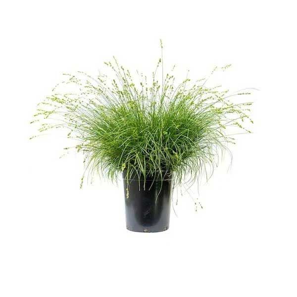 Berkley sedge plant
