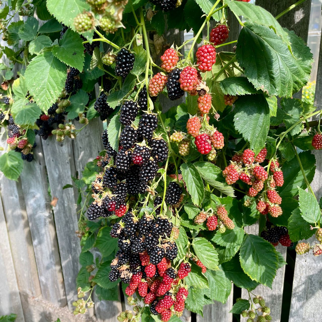 My garden barely survived this summer’s heatwave – here are 6 changes I’ll be making next year