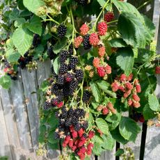 Blackberries growing on bush by wooden fence