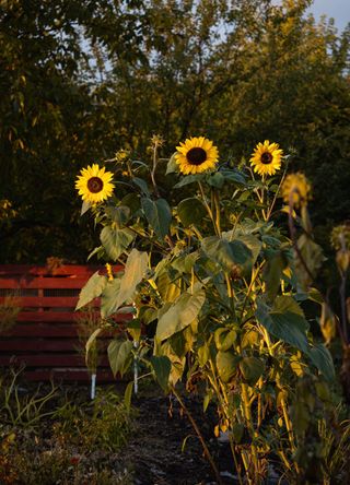 sunflowers in garden