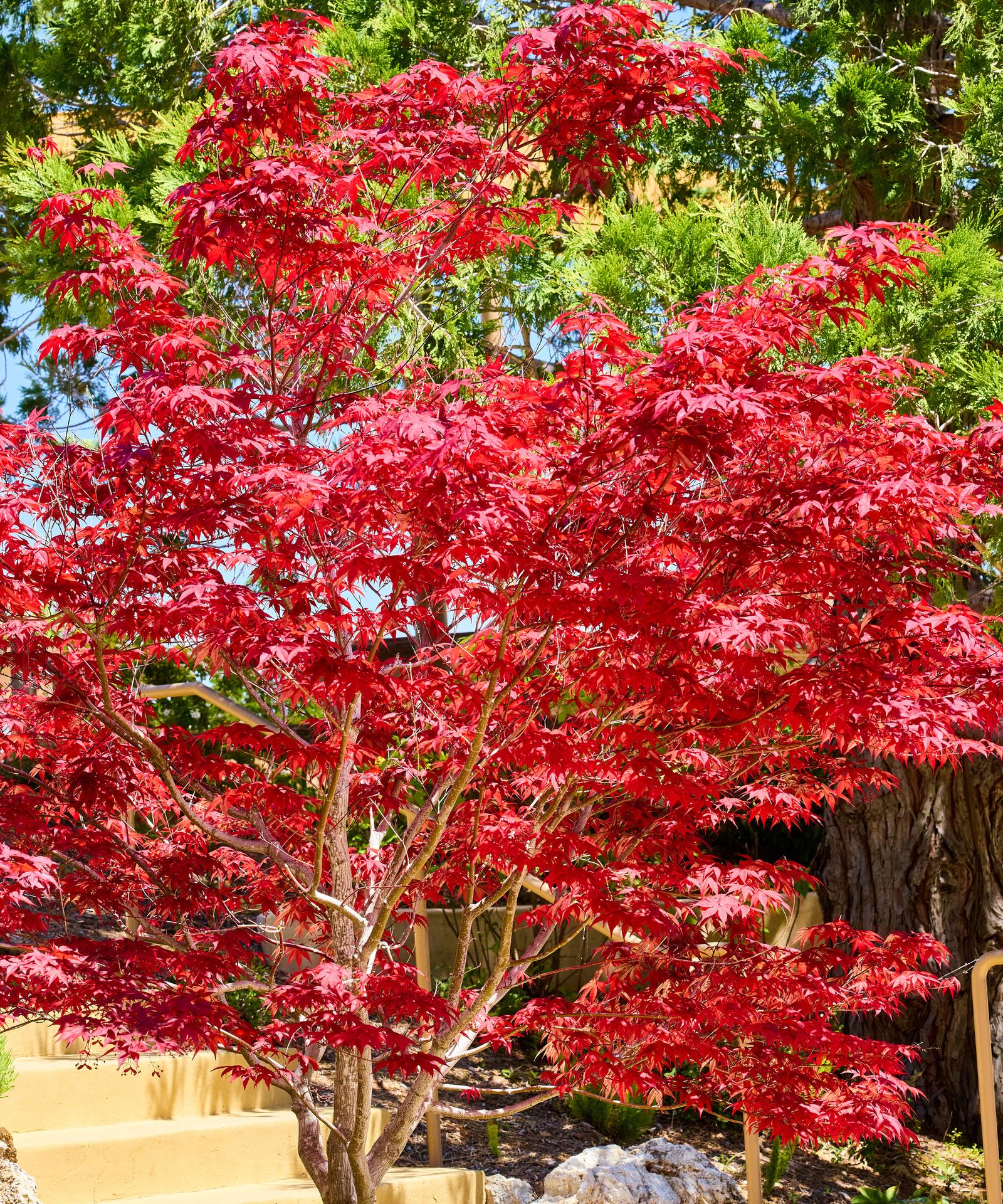 Best trees for a Japanese garden: 7 harmonious species | Homes and Gardens