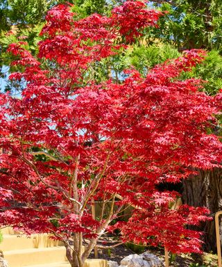 close up of a beautiful Japanese Acer tree with red foliage