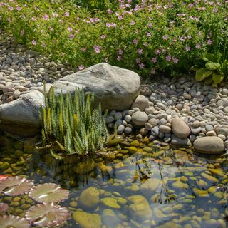 Small pond, pebbles and purple flowering plants