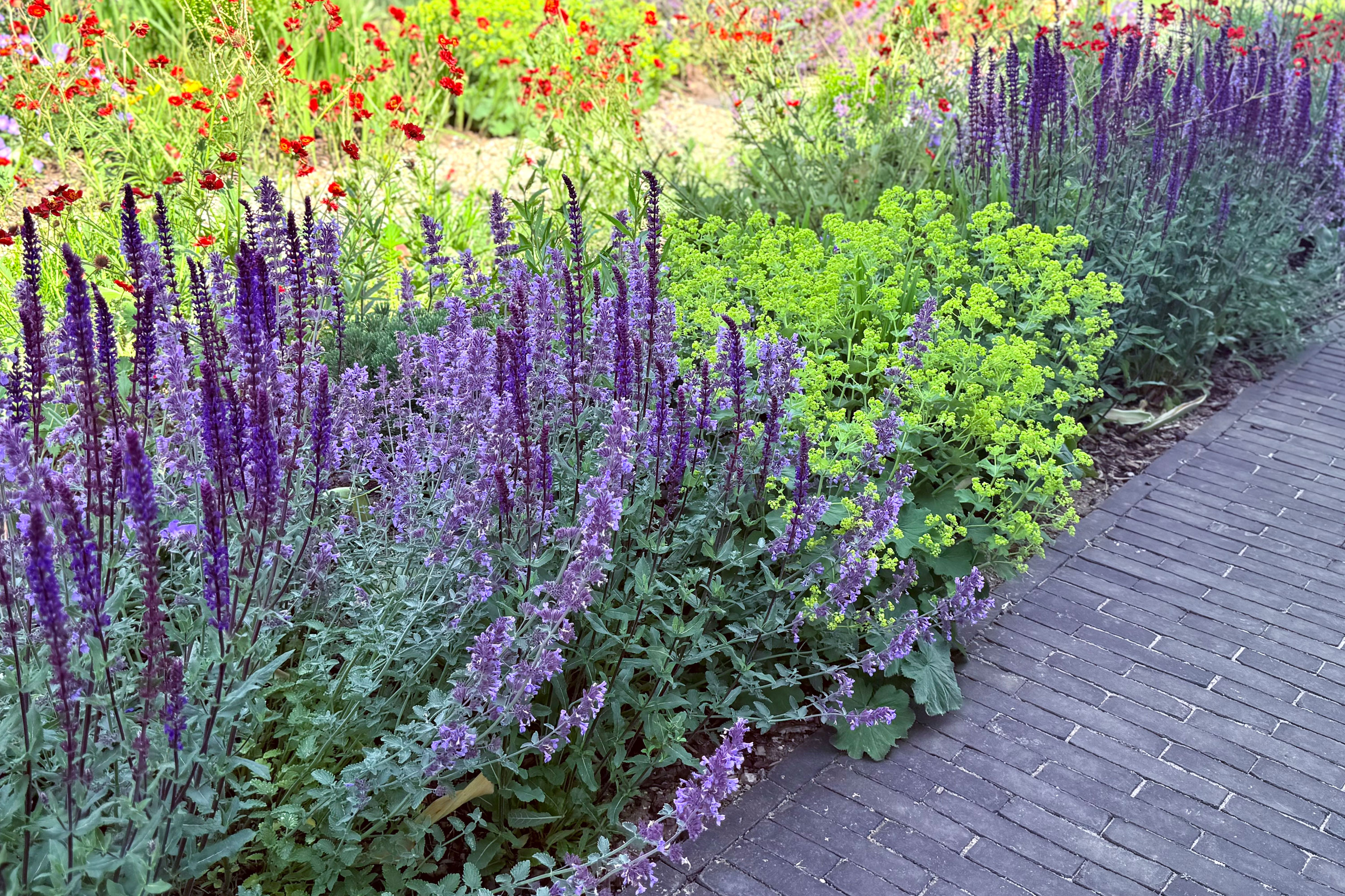 Dark grey clay pavers with planting bed of nepeta, salvia and alchemilla mollis, with orange geum behind