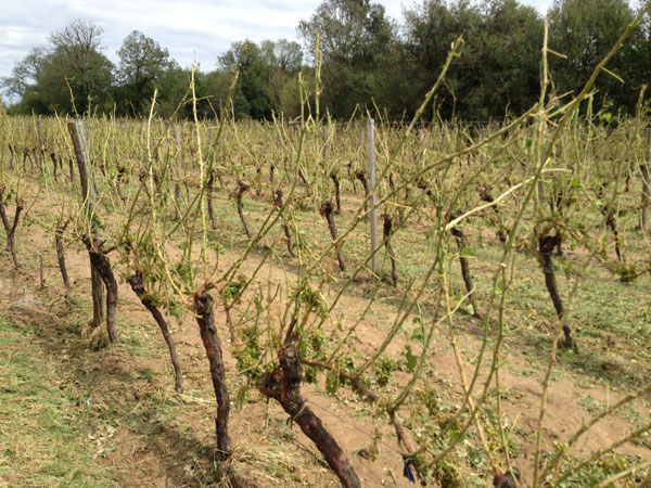 Bordeaux Entre Deux Mers hail damage