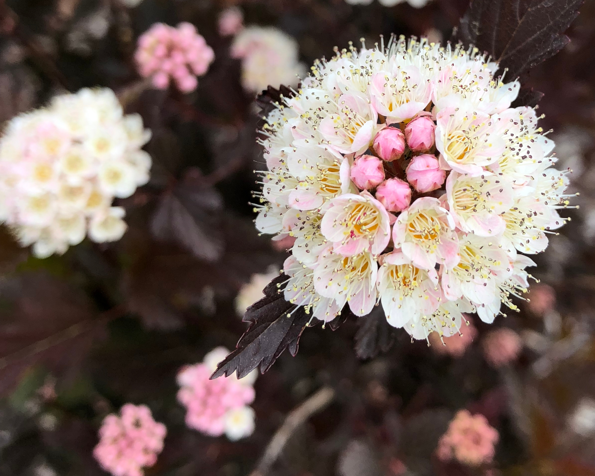 Summer Wine Ninebark in Bloom