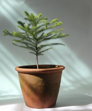 Norfolk Island pine in indoor pot in dappled sunlight