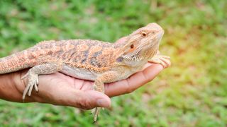 Bearded dragon