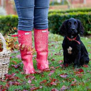 black dog with wooden basket and lady with pink shoe