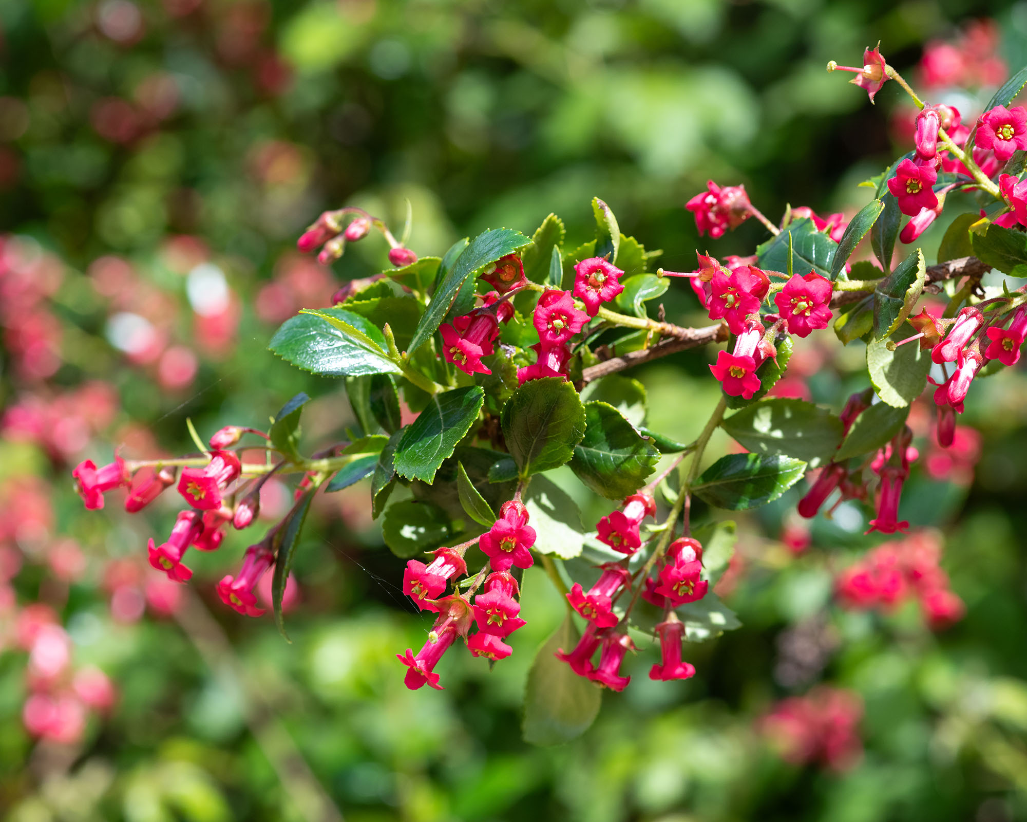Close up of escallonia rubra flowers in bloom
