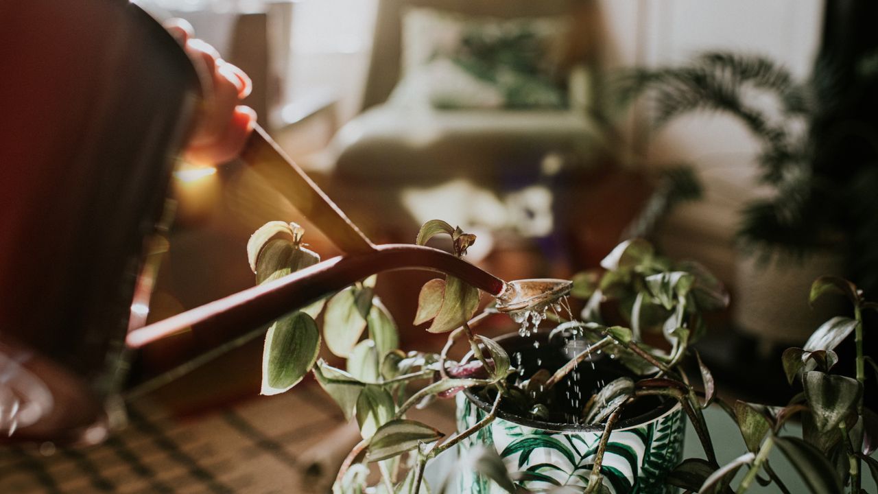 Watering houseplants